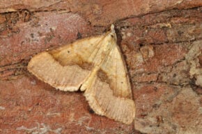 Anachloris subochraria 3 Mas Olivier