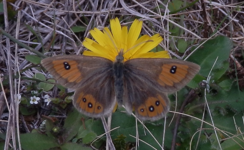 Argyrophenga harrisi Roger Frost