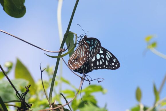 Tirumala hamata hamata - Moths and Butterflies of New Zealand Trust