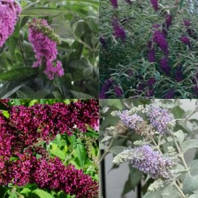 Buddleia cuttings