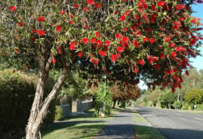 Callistemon~600 dpi