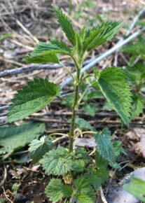 Chatham Island Stinging nettle