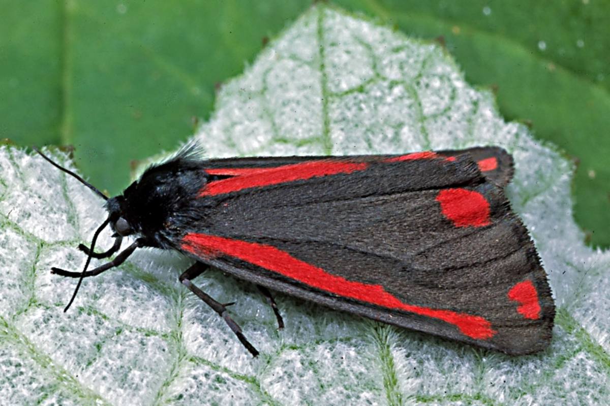 Tyria Jacobaeae Moths And Butterflies Of New Zealand Trust Tyria Jacobaeae Moths And Butterflies Of New Zealand Trust