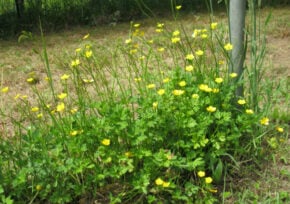 Creeping Buttercup
