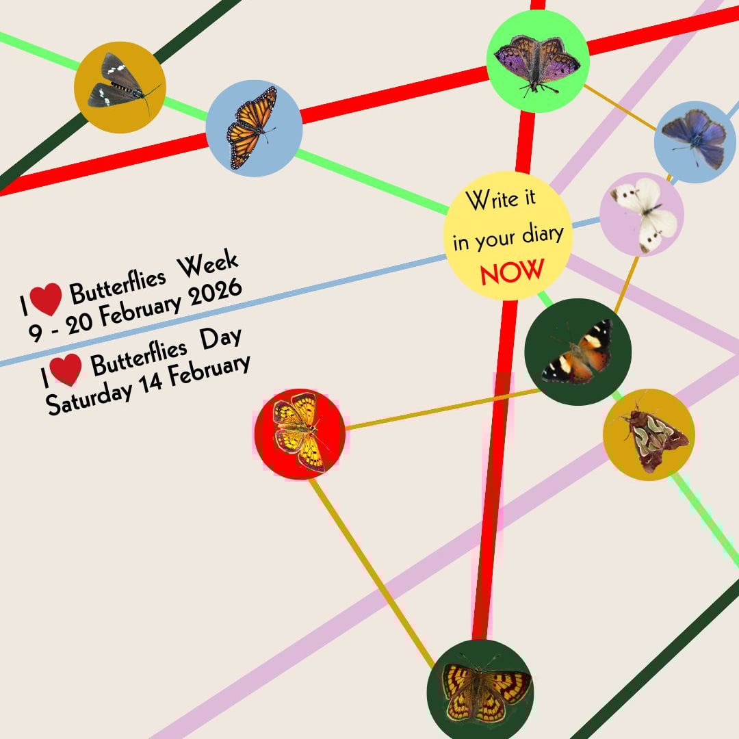 I love love Butterflies Week 9 20 February 2026 (Instagram Pos