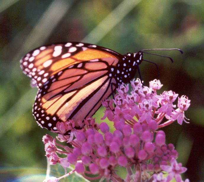 Seeds - Asclepias Incarnata