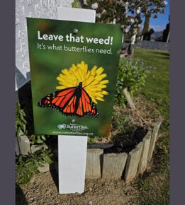 Leave that weed 1000050312 600 dpi