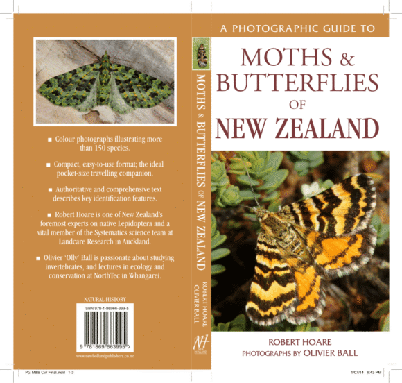Monarch Butterfly - new migrant