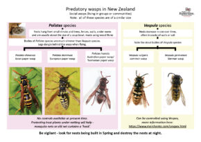 Predatory wasps 20250615