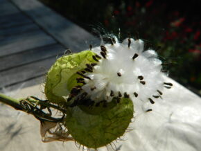 Seeds - Gomphocarpus physocarpus Giant swan plant