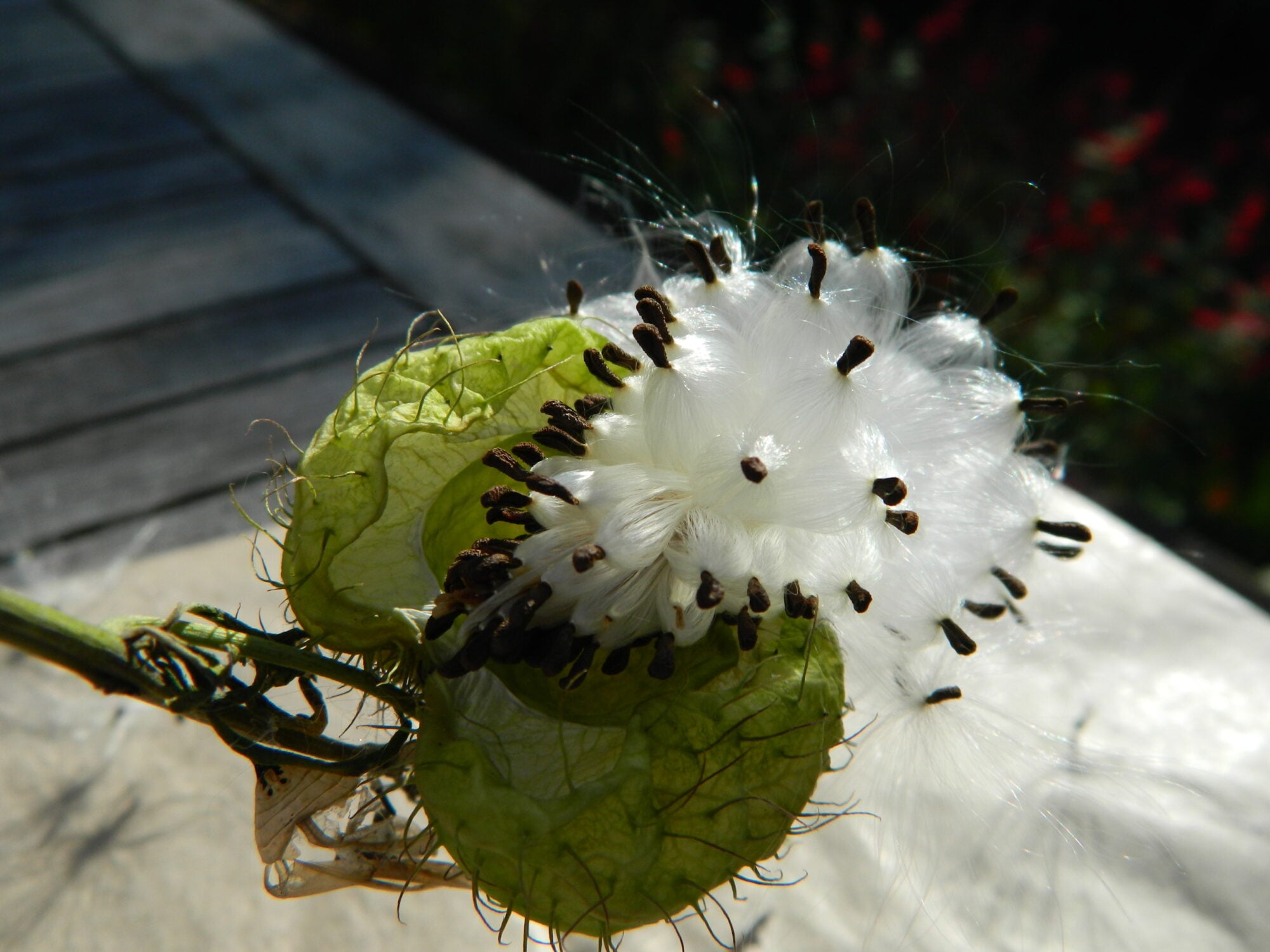 Swan plant seed pod Diane Turner