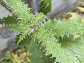 Urtica ferox Jacqui Knight