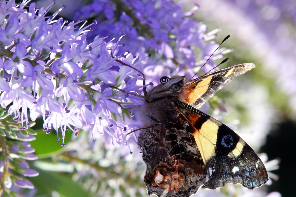 Vanessa itea Yellow admiral on hebe Sally Phillips IMG 4542 (1) JLM main