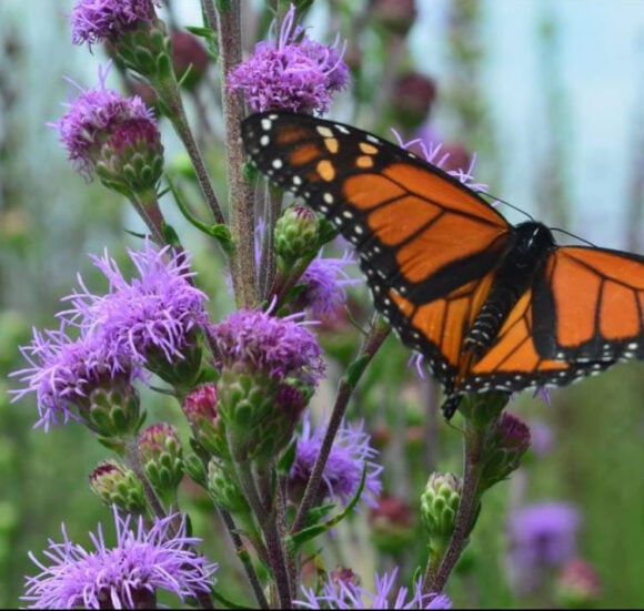 Vernonia Ironweed Liatris With Monarch (2021 06 16 21 41 33 Utc)