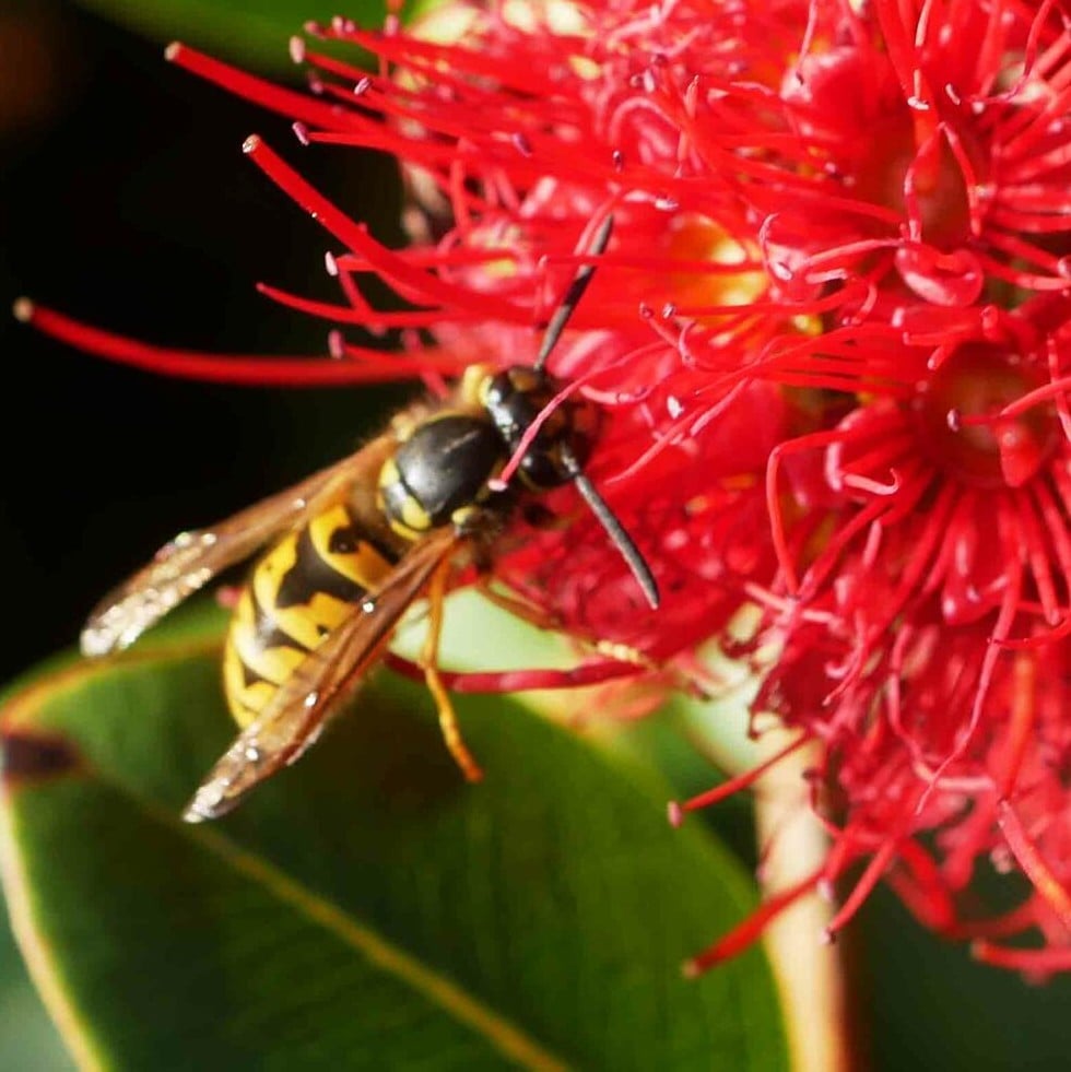 Vespula germanica mike lusk square
