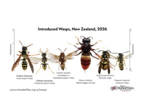 Wasps Dorsal ID