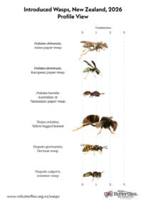 Wasps ID Profile View