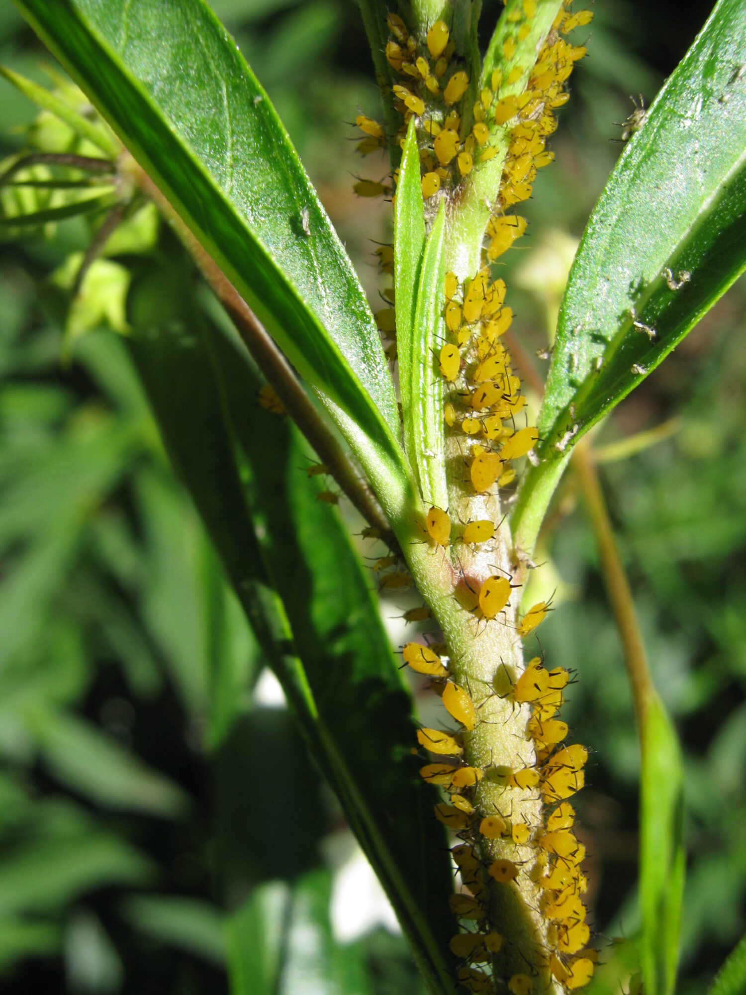 aphids-moths-and-butterflies-of-new-zealand-trust