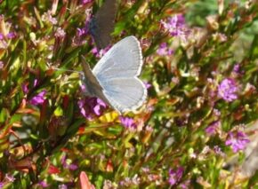 Blue Butterfly On Cuphea Hyssopfolia