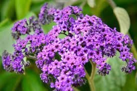 Heliotrope cropped (2021 11 06 06 37 44 utc)